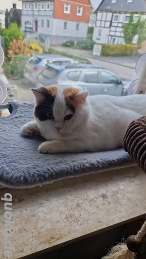 Bkh Kitten mit Stammbaum und Gesundheitszeugnis 