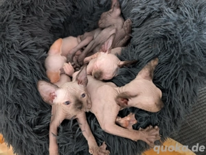 Kanadische Sphynx Kitten Babykatzen mit Tasthaare 