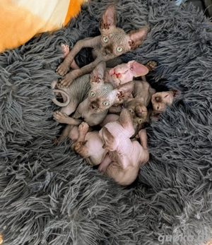 Kanadische Sphynx Kitten Babykatzen mit Tasthaare 