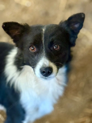 dieser hübsche Rüde heißt Jotz