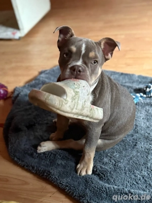 Old english bulldog !anzeige genau lesen bitte!