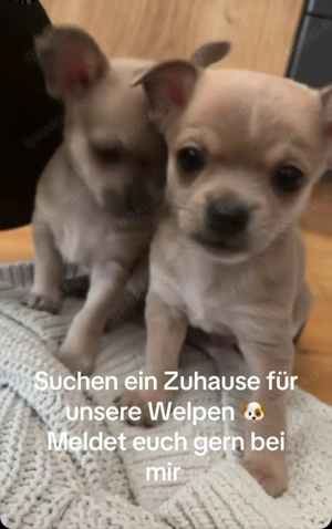 Chihuahua-Welpen suchen neues Zuhause 