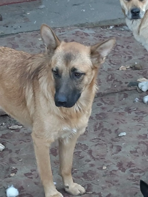 Hübsche Sima sucht ihre Familie Bild 2