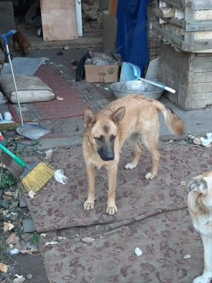 Hübsche Sima sucht ihre Familie Bild 6