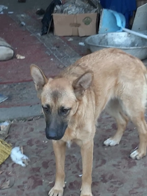 Hübsche Sima sucht ihre Familie Bild 3