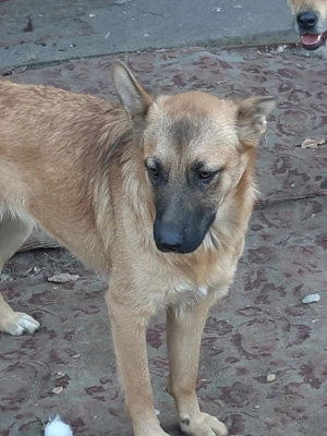 Hübsche Sima sucht ihre Familie Bild 4