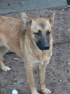 Hübsche Sima sucht ihre Familie Bild 7