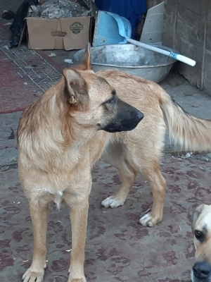 Hübsche Sima sucht ihre Familie Bild 5