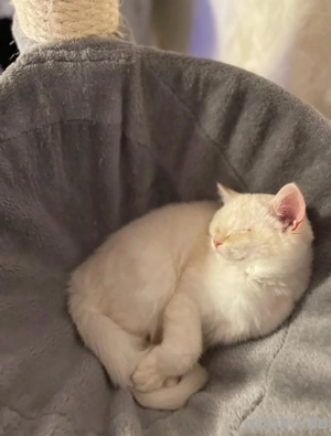 zum Verkaufen drei süsse BKH Kitten Bild 8