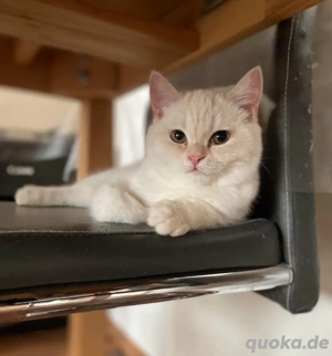 zum Verkaufen drei süsse BKH Kitten Bild 7