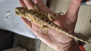 Bartagamen Nachzuchten 