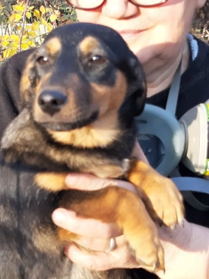 Dolly   kleiner Sonnenschein sucht ihr Zuhause fürs Leben 