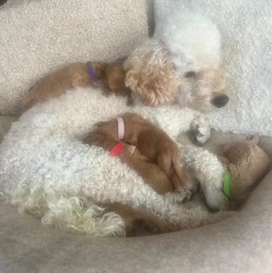 Traumhaft schöne (Cocka-) Pudel Welpen