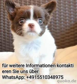 Chihuahua welpen 