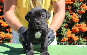 Cane Corso Welpen abzugeben