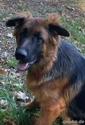 Schäferhündin, 7 Monate