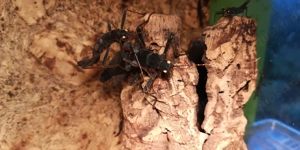 Zuchtansatz Peru-Samtschrecke (Larven bis Adulti)