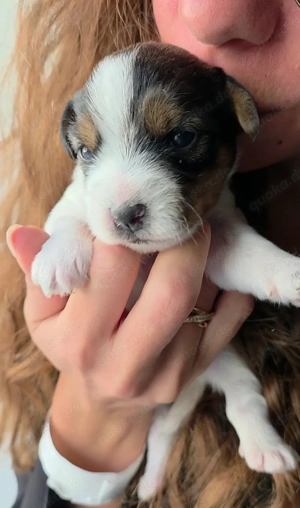 Jack-Russell-Terrier mit Papieren