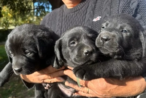 Reinrassigen Labradorwelpen