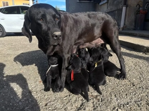 10 Wunderschöne Labrador Welpen