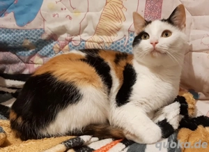 Ich verkaufe eine liebevolle  siam mix Katze ab sofort Grund  Allergie gegen Katzenhaar