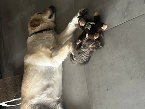 Hauskatze Kitten männlich aktuell alle reserviert  Bild 3