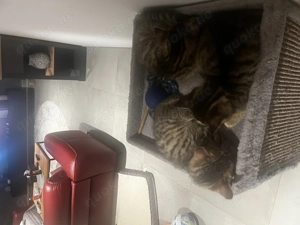 Hauskatze Kitten männlich aktuell alle reserviert  Bild 4