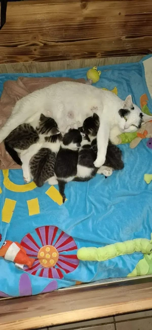 Kleine Schmusetiger suchen bald ein Zuhause 