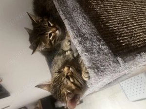 Hauskatze Kitten männlich aktuell alle reserviert  Bild 1