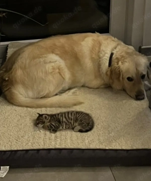 Hauskatze Kitten männlich aktuell alle reserviert  Bild 2