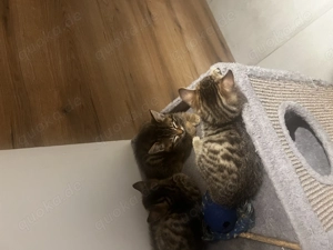 Hauskatze Kitten männlich aktuell alle reserviert  Bild 5