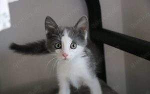 Ouzo sucht ein Herz zum Schmelzen: Zarte Samtpfote wartet auf ihr Glück!