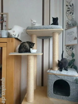 Süße BKH-Mischlingskitten suchen ein liebevolles Zuhause