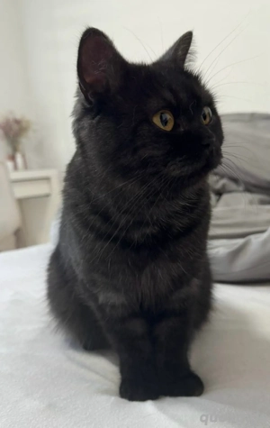 Britisch Kurzhaar Katze 