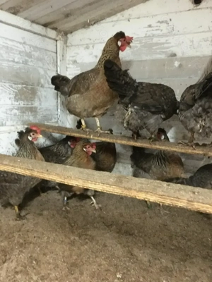 10 Bruteier reinr. Cream Legbar aus Hobbyzucht abzugeben. Bild 3