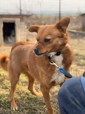 Ruhiger Tristan - bekommt er endlich ein gemütliches Zuhause?