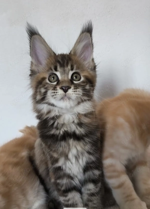 Maine Coon Kätzchen mit Stammbaum