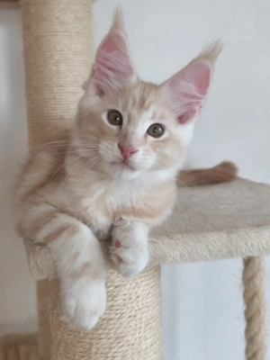 Maine Coon Kätzchen mit Stammbaum