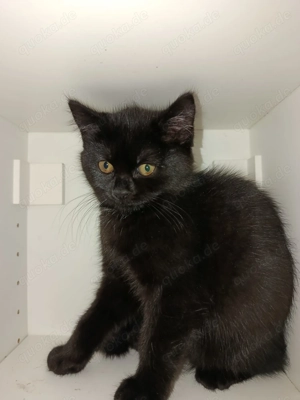 Kitten aus Kreuzung: British-Kurzhaar-, Perser- und Bombaykatze