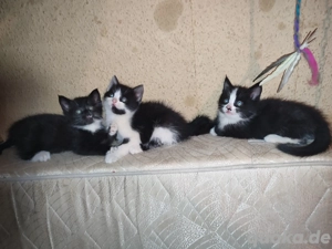 Maine-Coon-Britishkurzhaar Katerchen abzugeben