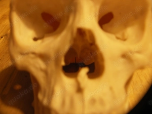 menschlicher Schädel , Zahnmedizin, Medizin, Gothic. Bild 8