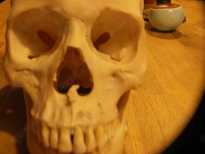 menschlicher Schädel , Zahnmedizin, Medizin, Gothic. Bild 9