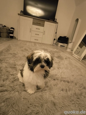 Shih-Tzu Welpen 