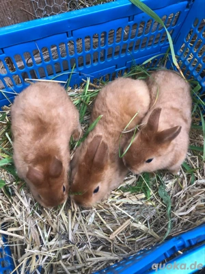 Junge Zwergkaninchen   Satin