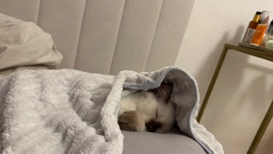 Ragdoll und türkische angora mix  Bild 5