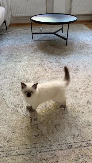 Türkische angora und Ragdoll mix 