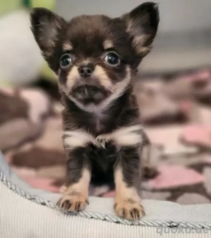 suche chiuaha welpe 