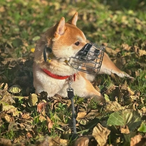 Fiete - ist meinungsstark 