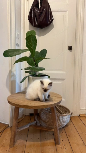 Ragdoll und türkische angora mix  Bild 2