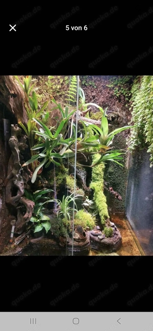 Terrarium  Bild 5